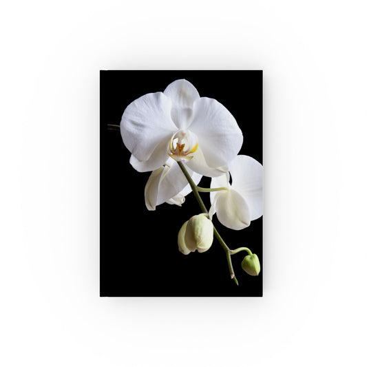 White Orchid on Black — c6840a09